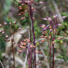 Kalanchoe laxiflora