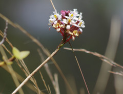 Epidendrum secundum