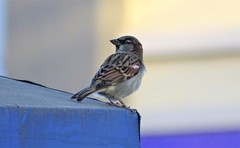Passer domesticus
