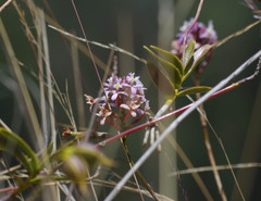 Epidendrum secundum