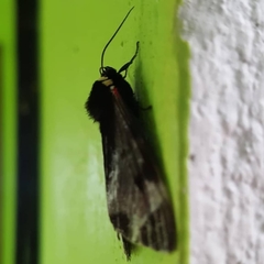 Dysschema leucophaea