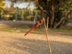 Sympetrum fonscolombii