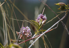 Epidendrum secundum