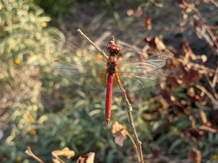 Sympetrum fonscolombii