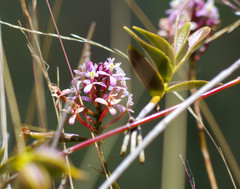 Epidendrum secundum