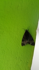 Dysschema leucophaea