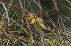 Epidendrum secundum