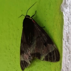 Dysschema leucophaea