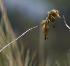 Epidendrum secundum
