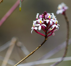 Epidendrum secundum