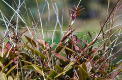 Epidendrum secundum