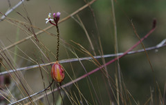 Epidendrum secundum
