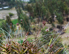 Epidendrum secundum