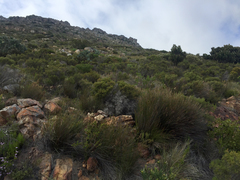 Leucospermum bolusii