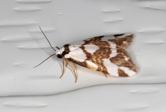 Thallarcha staurocola