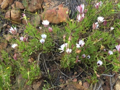 Dimorphotheca walliana