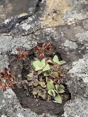 Crassula setulosa setulosa