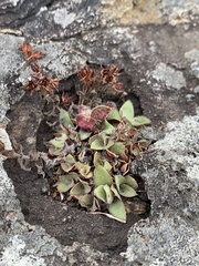 Crassula setulosa setulosa