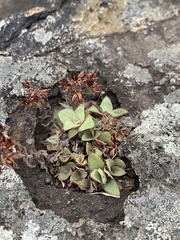 Crassula setulosa setulosa
