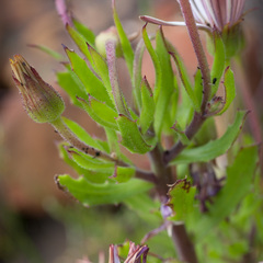 Dimorphotheca walliana