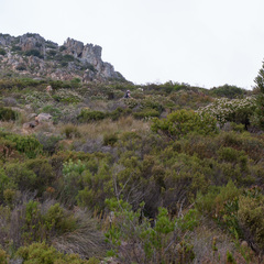 Leucospermum bolusii