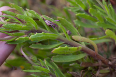 Dimorphotheca walliana