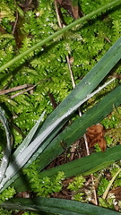 Selaginella helvetica