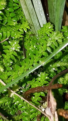 Selaginella helvetica