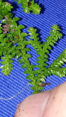 Selaginella helvetica