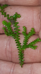 Selaginella helvetica
