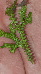 Selaginella helvetica