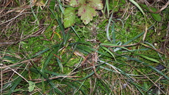 Selaginella helvetica