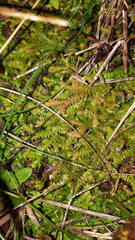 Selaginella helvetica