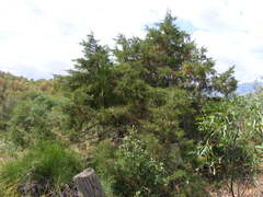 Juniperus macrocarpa