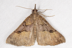 Hypena edictalis