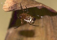 Araneae