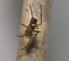 Araneae