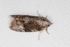 Etanna clopaea