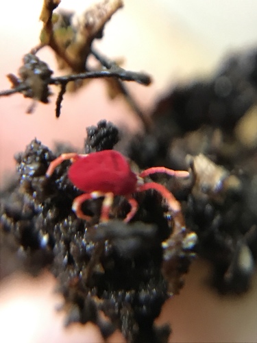 Microtrombidiidae