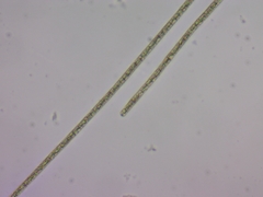 Planktothrix