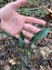 Peltandra sagittifolia