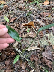 Peltandra sagittifolia