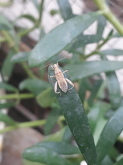 Tenosius proletarius