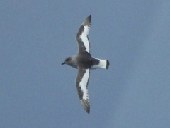 Thalassoica antarctica