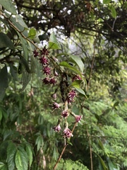 Decaneuropsis gratiosa