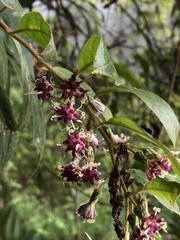 Decaneuropsis gratiosa