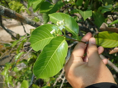 Secondatia densiflora