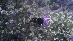 Codatractus bryaxis