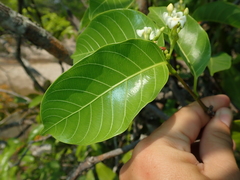 Secondatia densiflora