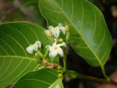 Secondatia densiflora